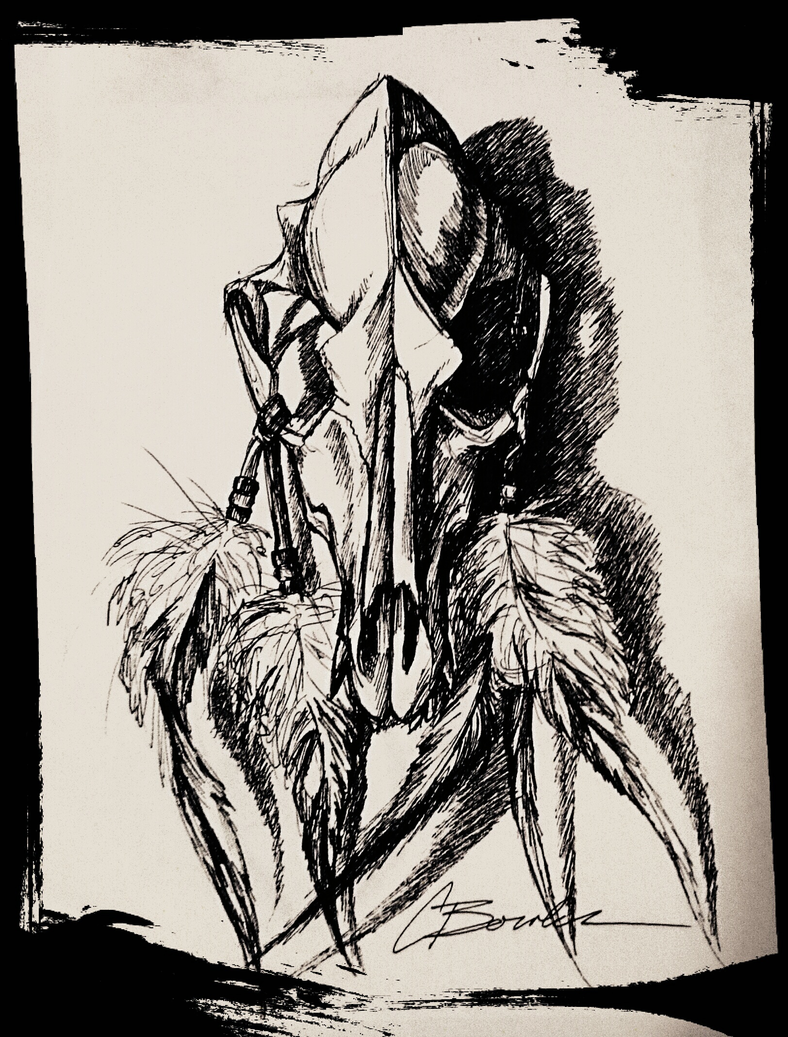 Coyote Skull - ink drawing