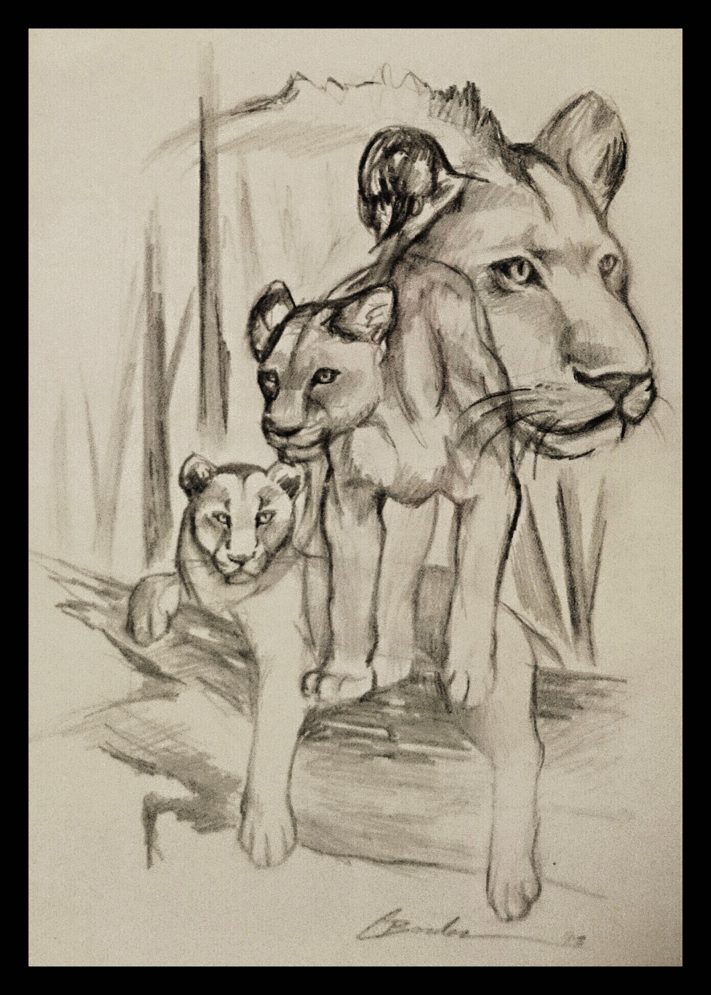 Pencil Drawing - Lions