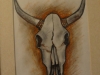 cow skull - chalk