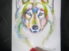 Wolf Drawing in Crayon