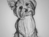 Yorkie 8x10 Drawing 2023