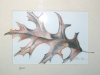 leaf - dimensional colored pencil drawing