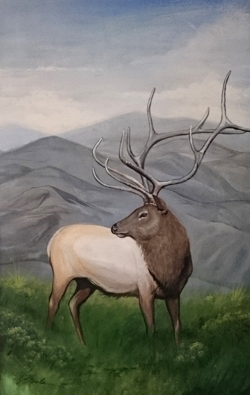 Colorado Elk - Acrylic 2014