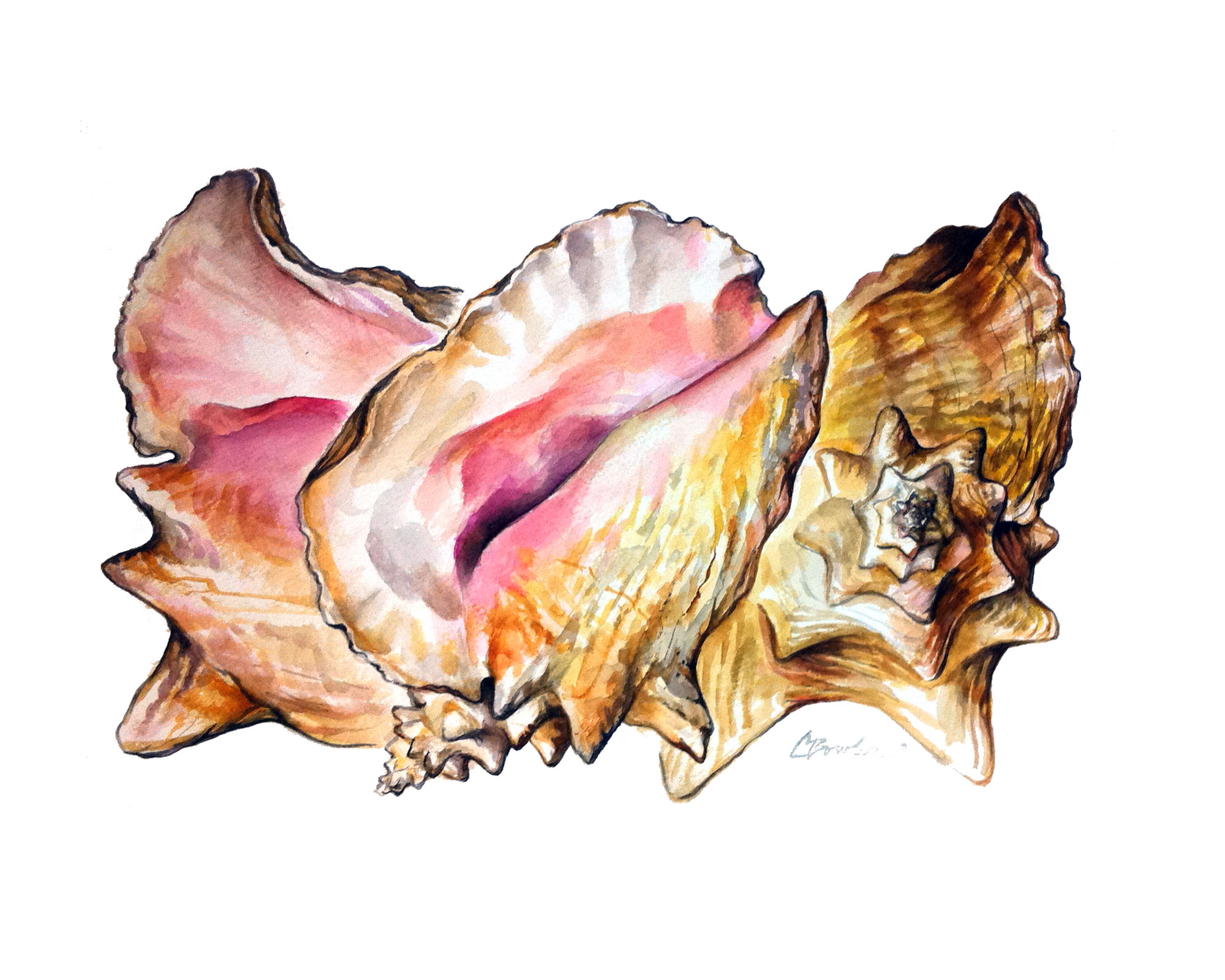 Conch Shells - Watercolor 1996