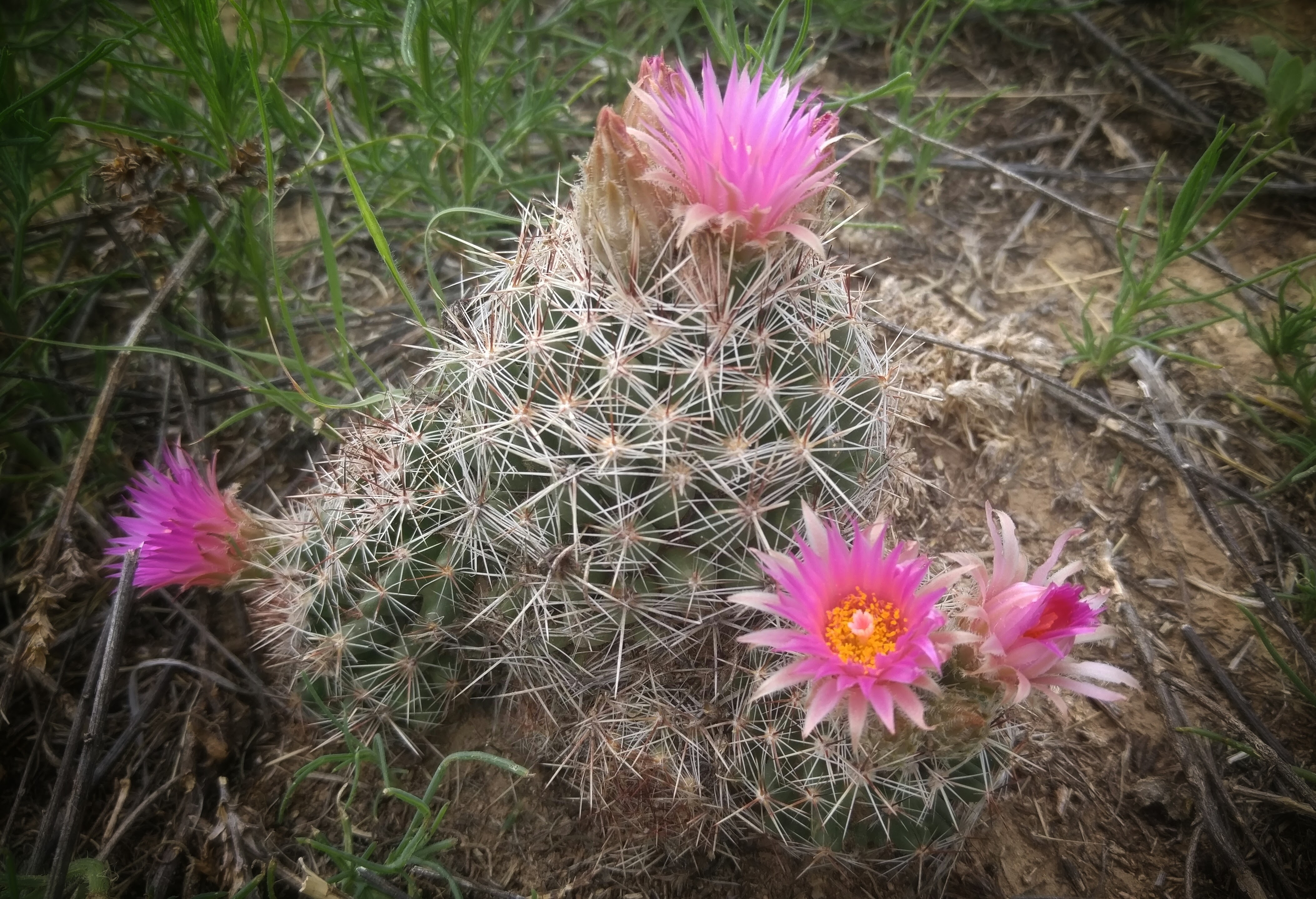 Colorado - Cactus on the Homestead