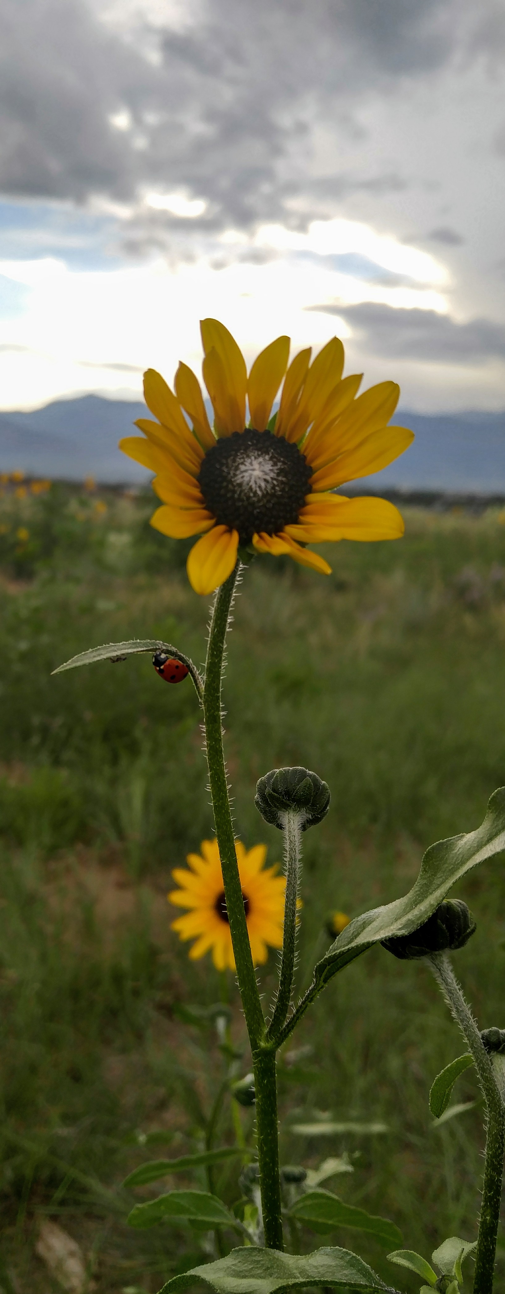 Sunflower with Ladybug, Colorado