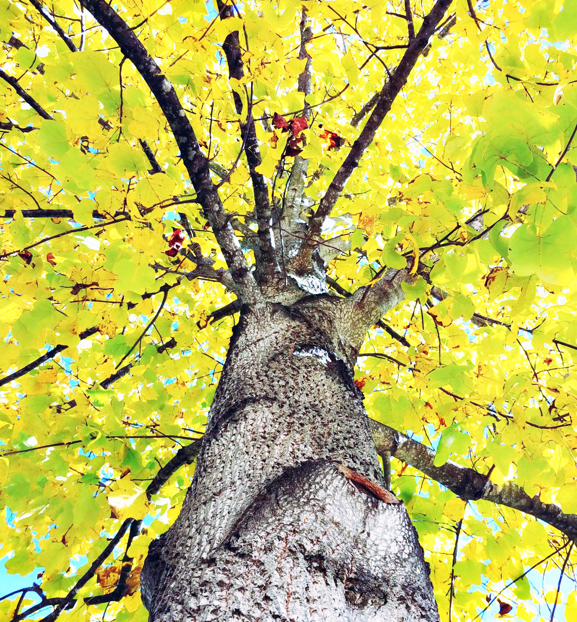 Fall Tree - St. Charles Missouri