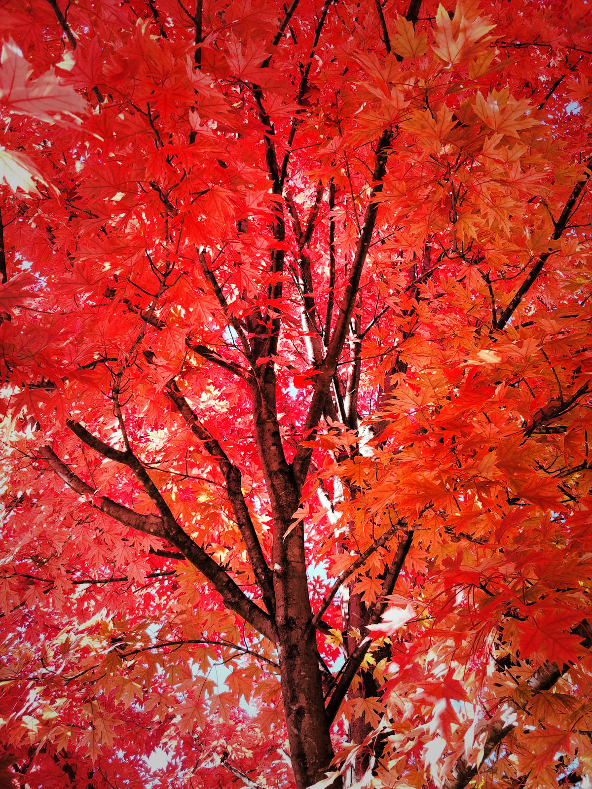 Fall Tree - St. Charles Missouri