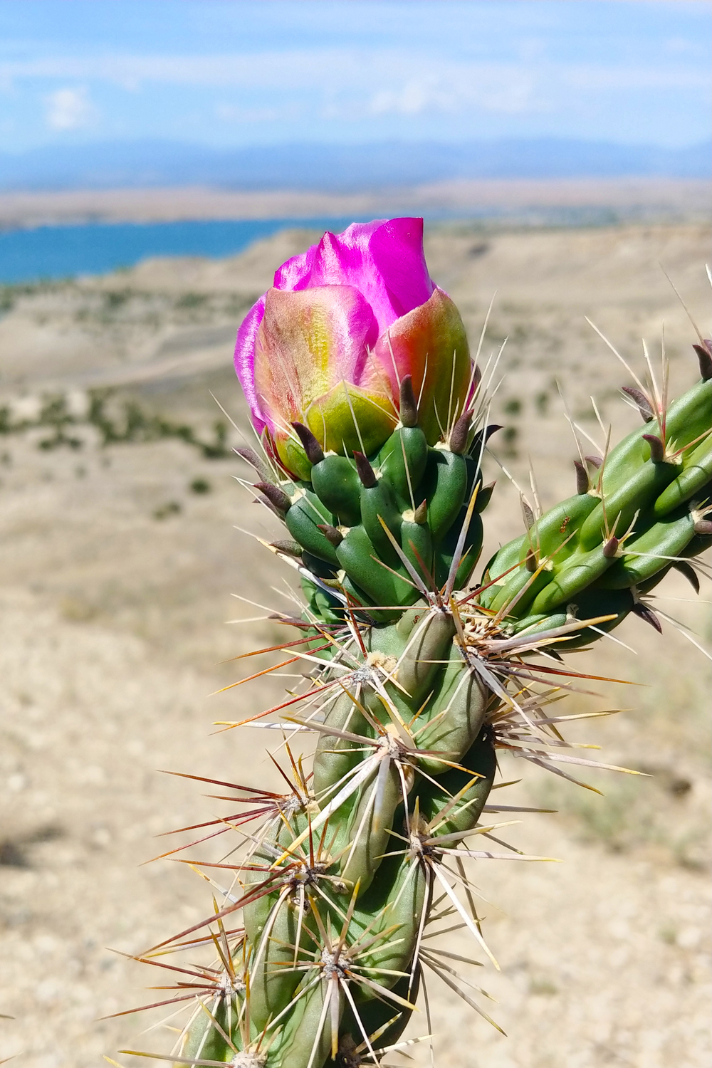 Cactus Flower - Liberty Point, Pueblo West Colorado