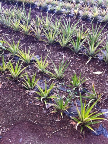 Pineapple Plants - Hawaii - Dole Plantation