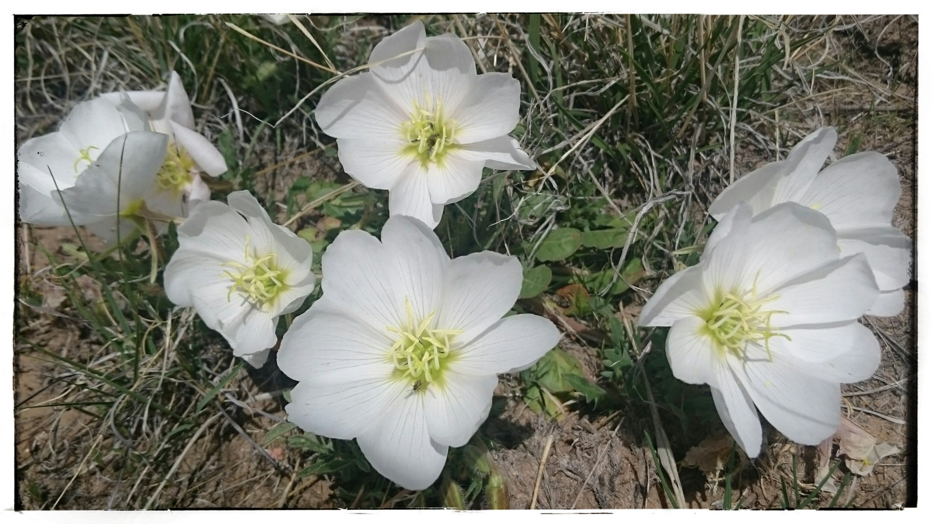 Colorado - Flowers on the Homestead