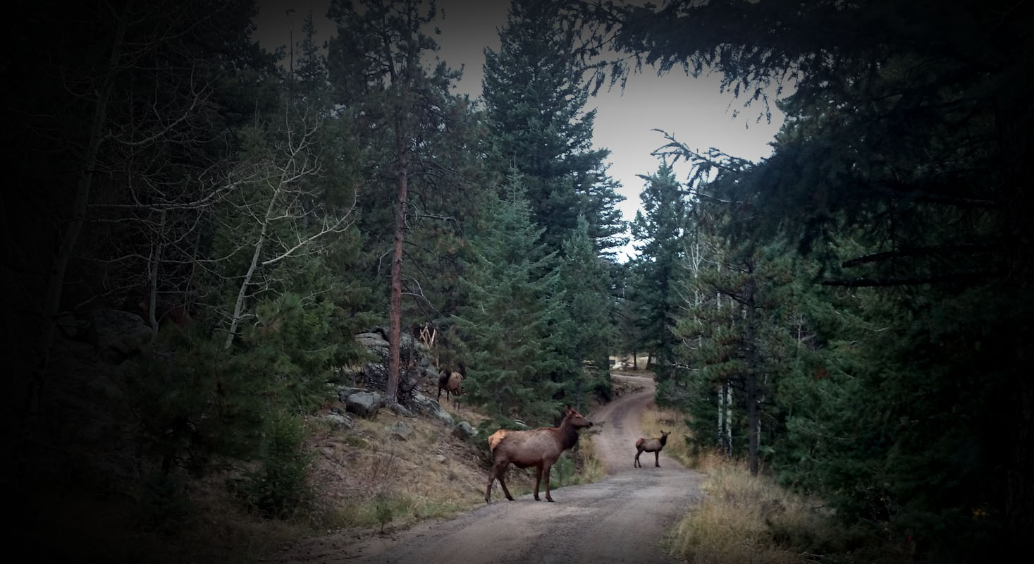 Elk in Evergreen Colorado