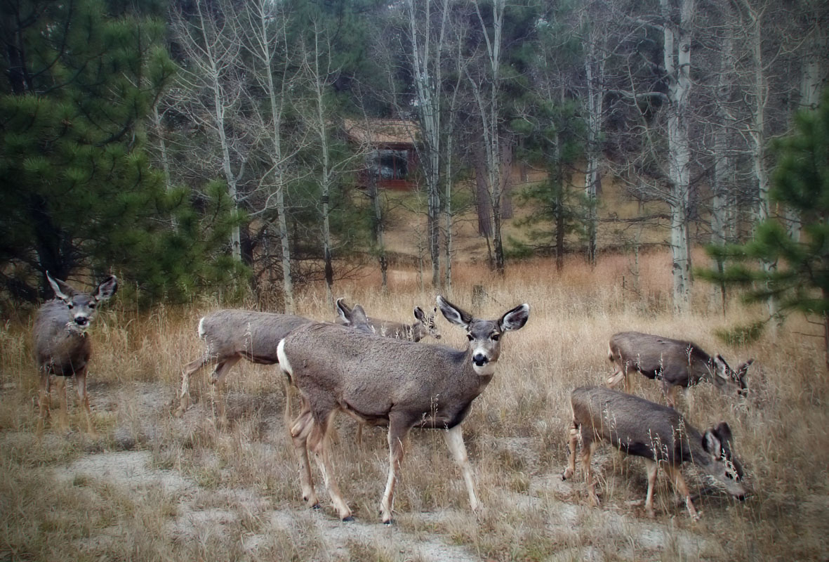 Deer in Evergreen Colorado