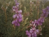 Prairie Flowers, Colorado