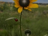 Ladybug Sunflower, Colorado Springs