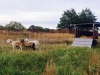 Our First Sheep with Their Trailer - Cuba, MO 2022