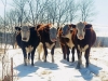 Our First Cows in the Snow - Cuba, MO 2022