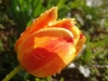 April Tulip in the Morning - Cuba, MO 2024