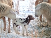 First February Born Lamb - Cuba, MO 2024