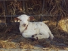 Newborn Lamb Resting in the Hay Feeder - Cuba, MO 2024