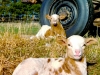 Lambs Resting by the Trailer - Cuba, MO 2024