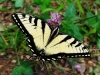 Butterfly in May - Cuba, MO 2024