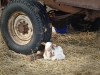 Lamb Resting by the Trailer - Cuba, MO 2024