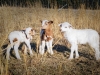 February Lambs - Cuba, MO 2024