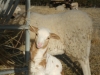 Ram Lamb at the Hay Feeder - Cuba, MO 2024