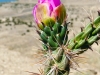 Cactus Flower - Liberty Point, Pueblo West Colorado
