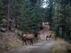 Elk in Evergreen Colorado