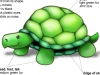 Plush Turtle Design